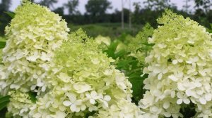 Гортензия Фантом. Описание посадка и уход.