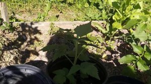 Размножение сортовой малины корнями.