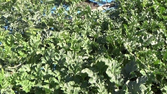 Выращивание арбузов в Средней Полосе России.  Урожай 2020 года.