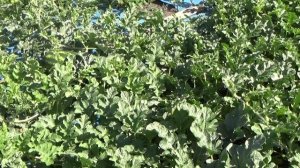 Выращивание арбузов в Средней Полосе России.  Урожай 2020 года.