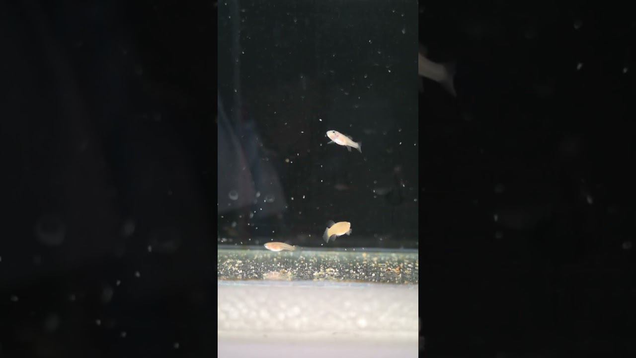 У мальков завтрак смотреть онлайн