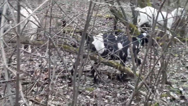 Как наши куры несутся зимой / Тест на стельность у коров смотреть онлайн