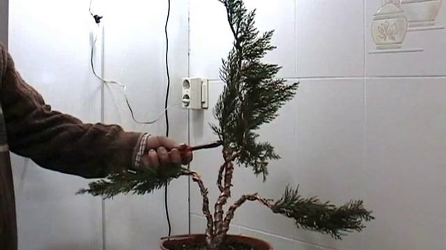 Bonsai Juniperus ( sabina ) смотреть онлайн