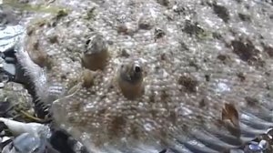 © Рыбы Чёрного моря  Морской язык Pegusa lascaris  1    Sand sole