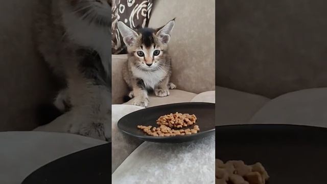 Каракет Бубочка не хочет есть сухой корм после натурального мяса.Little caracal cat. #cat #cute