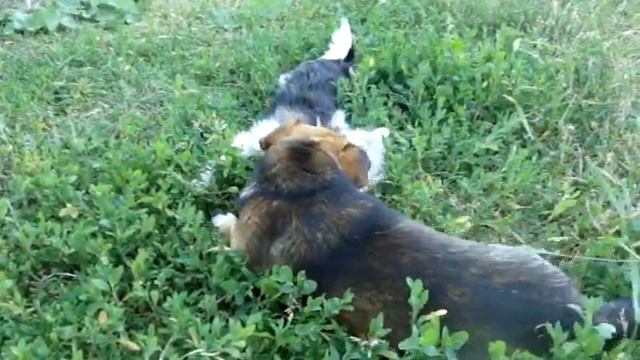 Отдых в ДЕРЕВНЕ// Василисе 1,6 годика// 2 часть//Summer in the countryside! // 2  part