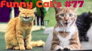 Смешные коты #77.mp4