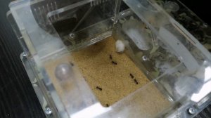 Муравьиная ферма. Новый песок в арену.