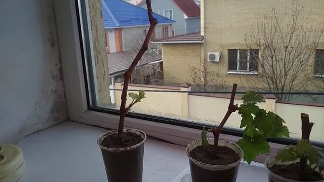 ОСЕННЕЕ ПРОРАЩИВАНИЕ ЧЕРЕНКОВ ВИНОГРАДА. ЧУШЬ ПОЛНАЯ!!! ЛЕГЕНДА РАЗРУШЕНА. смотреть онлайн