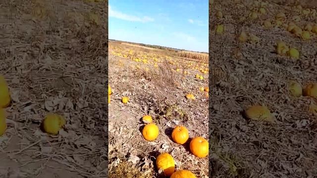 будні японської Куботи в українському селі. Молотьба гарбуза, урожай 2021р.-750кг. сухого зерна. смотреть онлайн