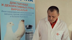 Вакцинация голубей против сальмонеллеза и ньюкаслской болезни вакциной Виросальм