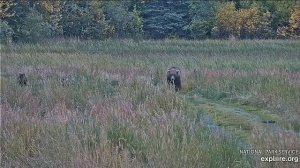 По дороге закусывают травкой#Katmai National Park, Alaska 2023