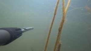 в поисках сазана. веселовское водохранилище.