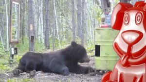 Тортик для желейного Стасика. Медведь и зеркало, котики, собачки и много юмора и приколов.