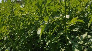 НА КАРТОШКЕ НЕ БЫВАЕТ  КОЛОРАДСКОГО ЖУКА .СЕКРЕТ, да нет, ПРОСТЫЕ СПОСОБЫ, как от них избавляться.