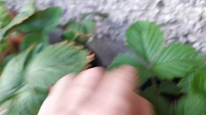 Земляника ремонтантная "Солемахер", выращиваемая в квартире (7 июля 2023г.)в первый год.