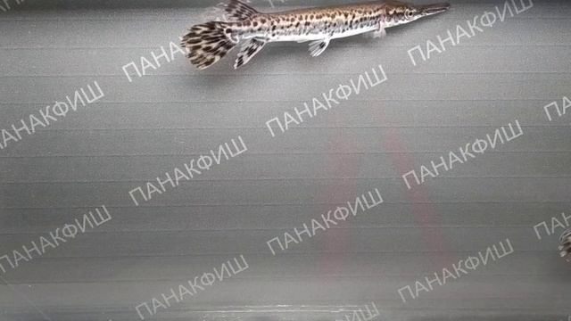 Щука панцирная 