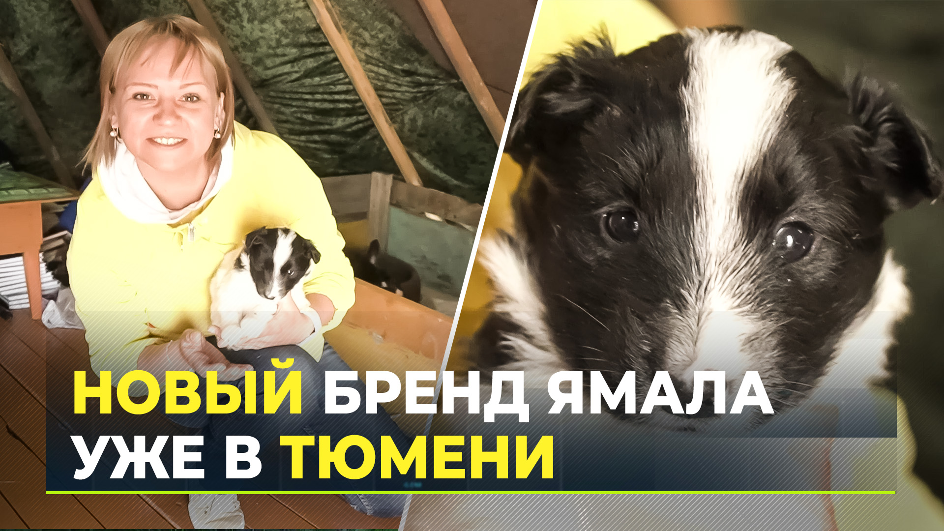 Тюменские дети познакомились с ненецкой лайкой и дали ей имя
