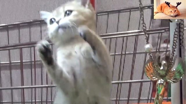 4 СОВЕТА ЧТО СДЕЛАТЬ ПЕРЕД ПОЯВЛЕНИЕМ КОТЕНКА В ДОМЕ?/СОВЕТЫ НОВИЧКАМ/УХОД ЗА КОТЯТАМИ/#8