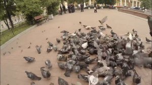 Как управлять голубями - мастер-класс от Саши