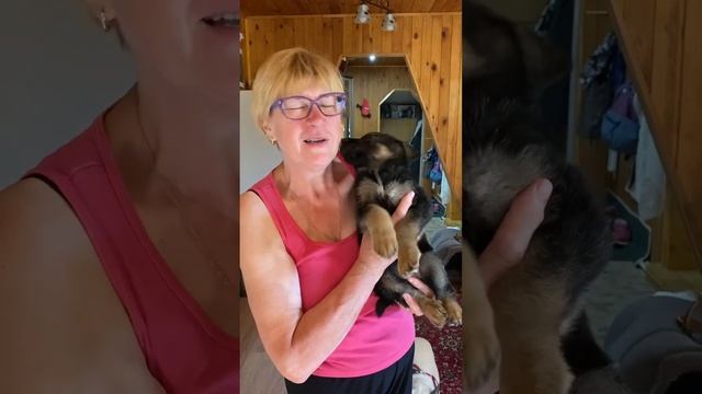 Подарили щенка немецкой овчарки ❤️ #shorts | got a german shepherd puppy