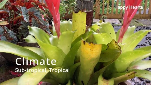 Bromeliad Flower | Bromeliaceae | Exotic Bromeliad Plant смотреть онлайн