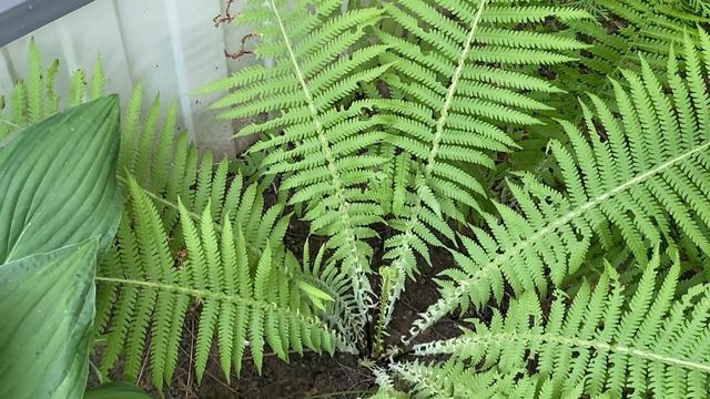 Шепни эти слова на воду для удачного дня смотреть онлайн