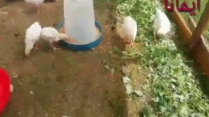 Породы Брама, цыплята