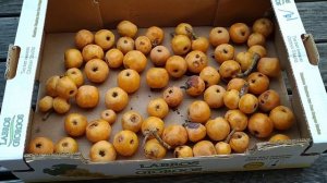 Germany super Loquat update (Eriobotrya japonica)