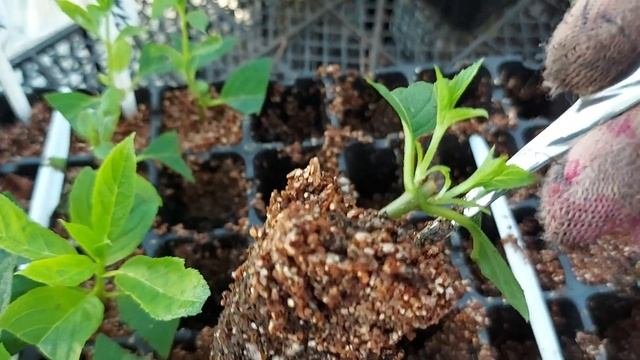 Стар Роуз ?  рассаживаю  в стаканчики,рассказываю как формировать кустик и взять еще черенок