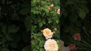 Anny Duperey роза (Анни Дюпрей).