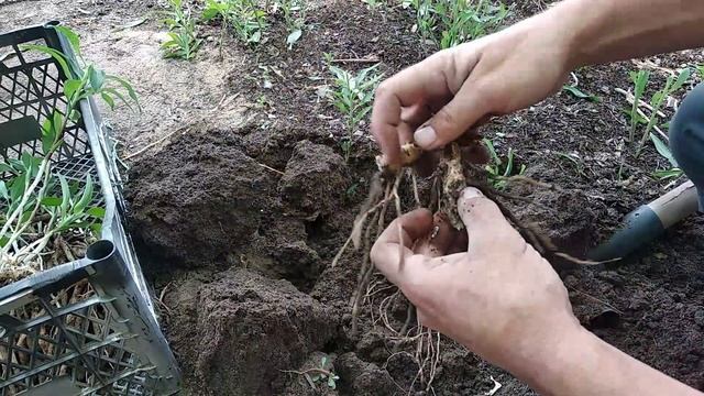 Альстромерия. Осенняя пересадка. смотреть онлайн