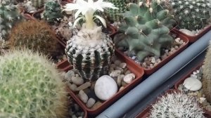 Дискокактус расцвёл!