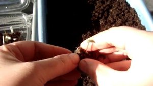 Цикламен (Cyclamen). Пикировка из торфотаблетки.