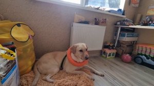 Играем с огромным лабрадором!