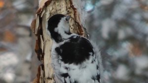 Птицы семейства дятловые – Белоспинный дятел, white-backed woodpecker