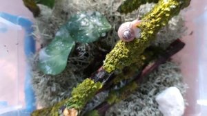 Даю всем улиткам мел кусками/Уборка у новой улитки