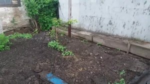 Трактор утонул☆ Будни доярочки