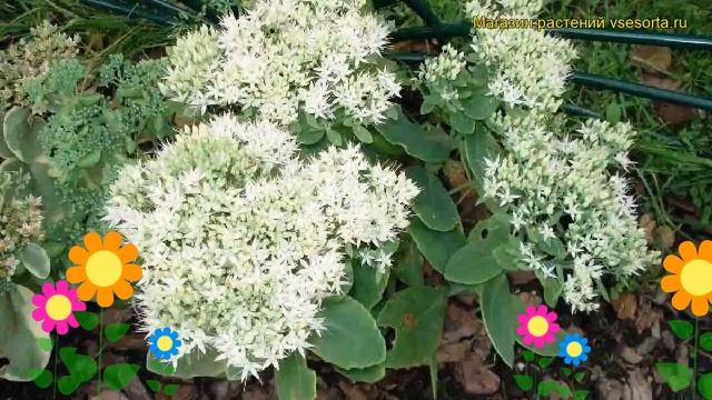 Очиток гибридный Страдус. Краткий обзор, описание характеристик sedum x hybrida Stardust смотреть онлайн