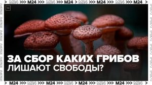 Москвичам рассказали, за сбор каких грибов могут наказать штрафом и лишением свободы — Москва 24