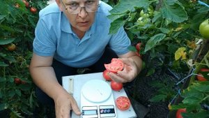 Томаты Пинк роуз и Тайлер обзор и дегустация.