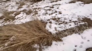 ОХОТА на ФАЗАНА ? осень, река Каратал, Талдыкорган, охота в Казахстане, дичь, фазаны, Bettinsoli