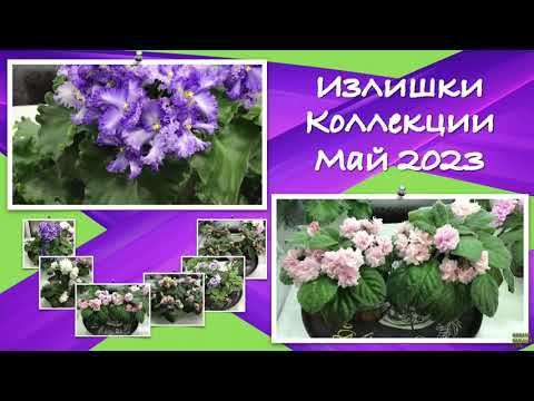 Излишки коллекции на 12 мая 2023 года. Сортовые фиалки почтой.