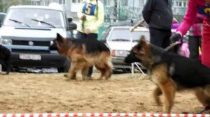 МОЛОДЫЕ СУКИ Д_Ш описание _ RussianSiegerZuchtSchau 2013