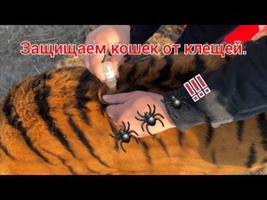 Защита Кошек от Клещей. Совет от ветеринара!