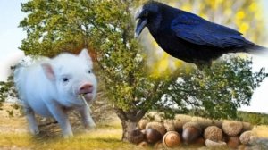 "Свинья под дубом"-басня Крылова.