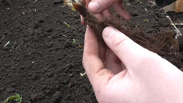 Высадил присланную рассаду клубники (показываю корни) смотреть онлайн