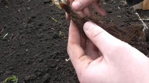 Высадил присланную рассаду клубники (показываю корни)