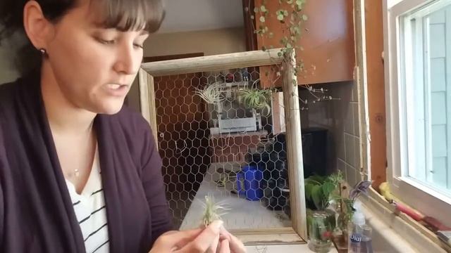 🌱 Air Plant Collection | TILLANDSIA | Watering смотреть онлайн