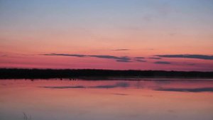 Моя волчья стая